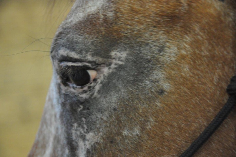 INDIANA - OI type poney née en 1994 - adoptée en juillet 2016 par Adeline Indian15