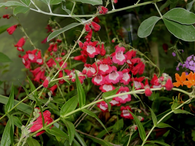 Les Penstemons Le_pha10