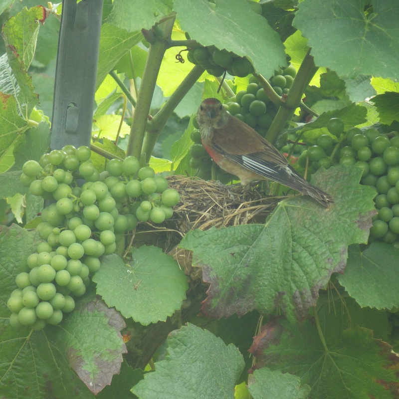 Oiseau qui aime la vigne Rimg2010