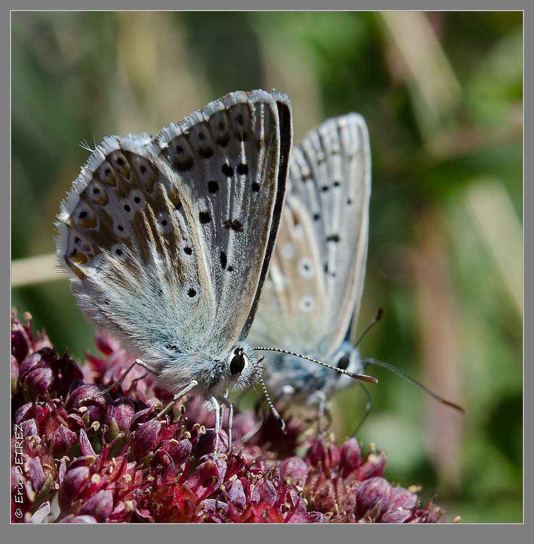 Le col du Glandon ou le bal des insectes Agriad14