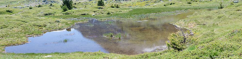 Plateau des Lacs côté fleurs autres que les orchidées Dsc_0028