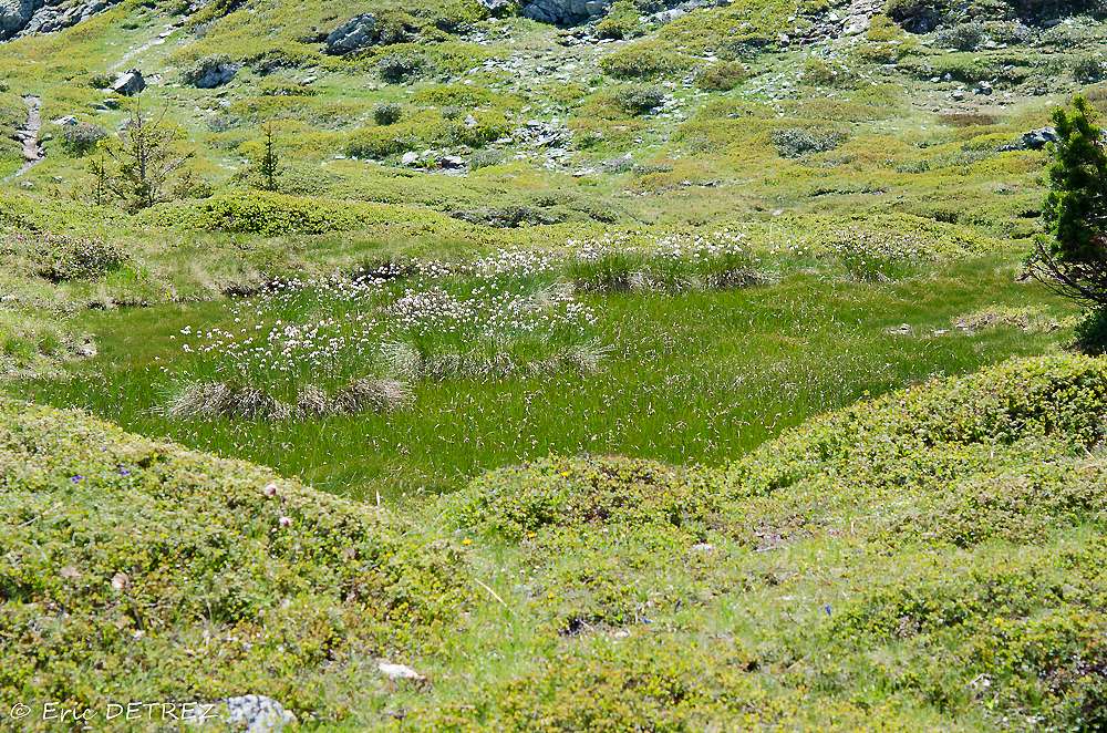 Plateau des Lacs côté fleurs autres que les orchidées Linaig10