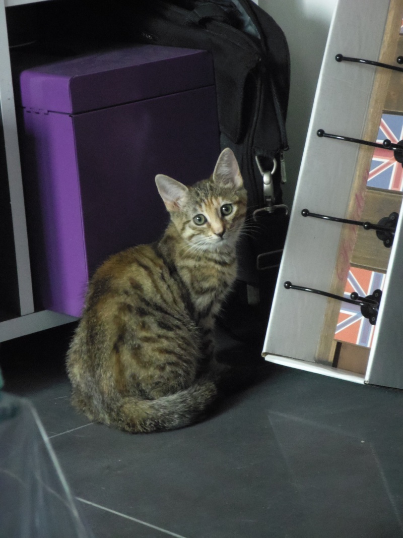 Mallah, magnifique chatonne "tigrée claire", née fin avril 2015 Imgp1612