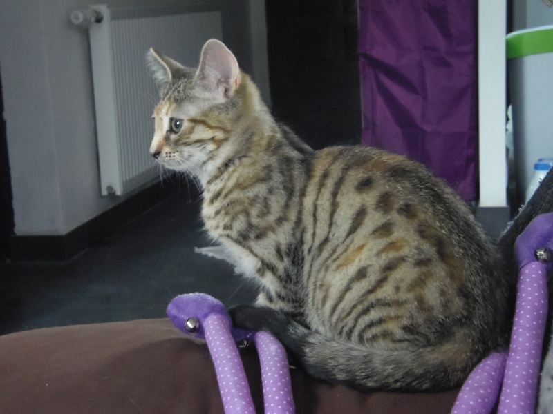 Mallah, magnifique chatonne "tigrée claire", née fin avril 2015 Imgp1614
