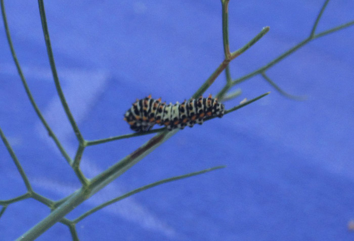 Machaon ! (papilio machaon) 1111