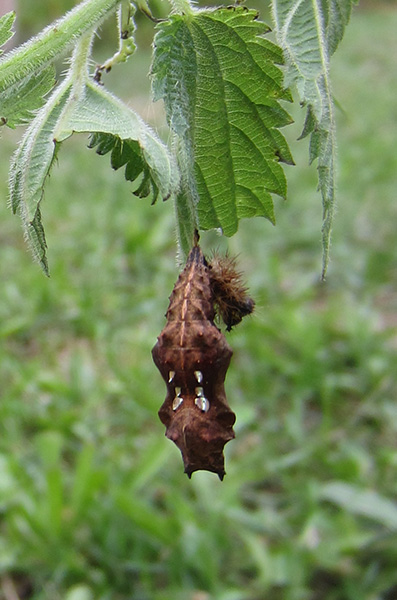 Le Robert-le-diable (Polygonia C-album) 1612