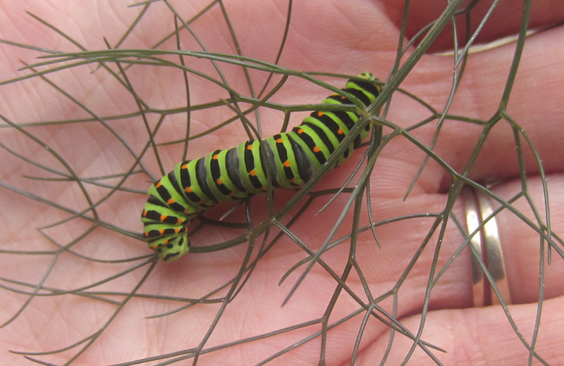 Machaon ! (papilio machaon) 210