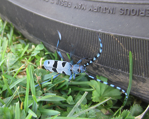 Quelques papillons Pyrénéens! 2312