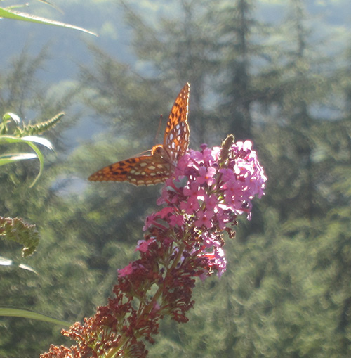 Quelques papillons Pyrénéens! 2412