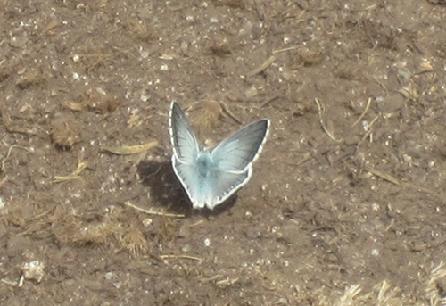 Quelques papillons Pyrénéens! 2812