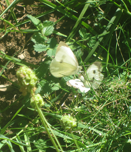 Quelques papillons Pyrénéens! 3510