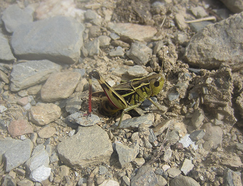 Quelques papillons Pyrénéens! 3710