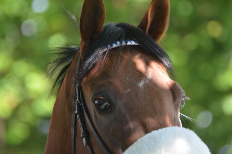 Le compteur de victoires : 23 août 2015, Deauville, 2648 Dsc_0910