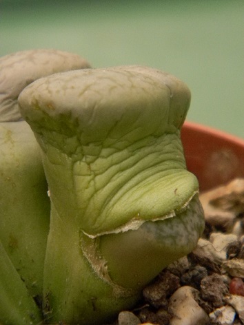 Lithops pseudotruncatella  Aaa10