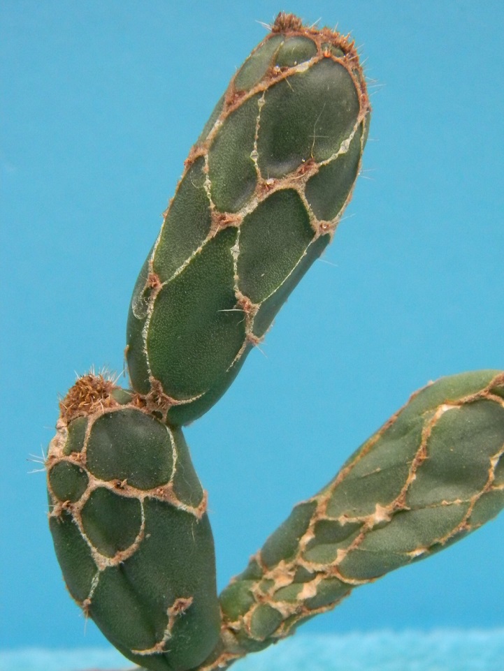 Opuntia zebrina 'Reticulata' Bb215