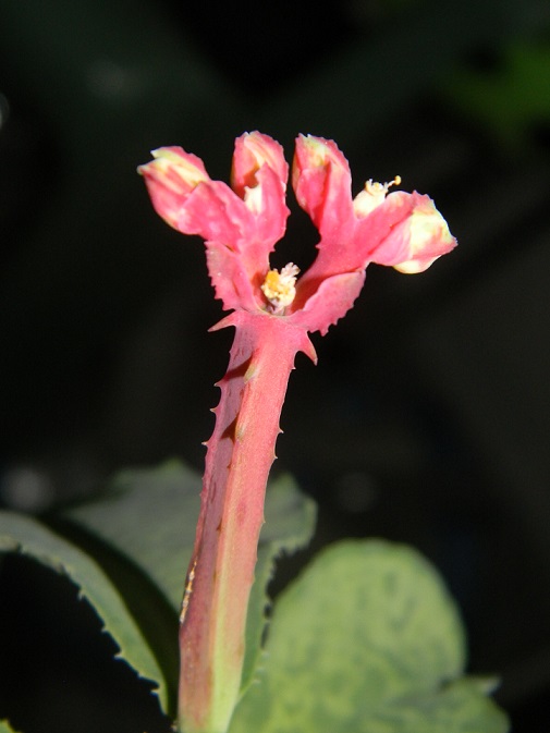 Euphorbia neococcinea (= Monadenium neococcineum) Cl210