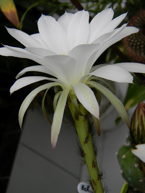 Echinopsis subdenudata Echi211