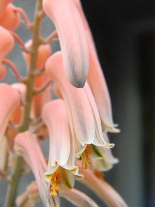 Aloe somaliensis Gast613