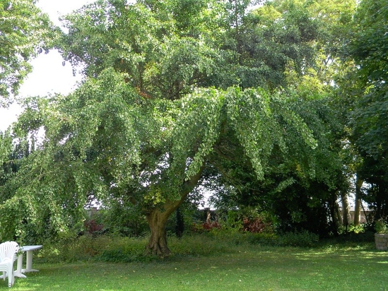 Ginkgo biloba - arbre aux quarante écus - Page 3 Gin311
