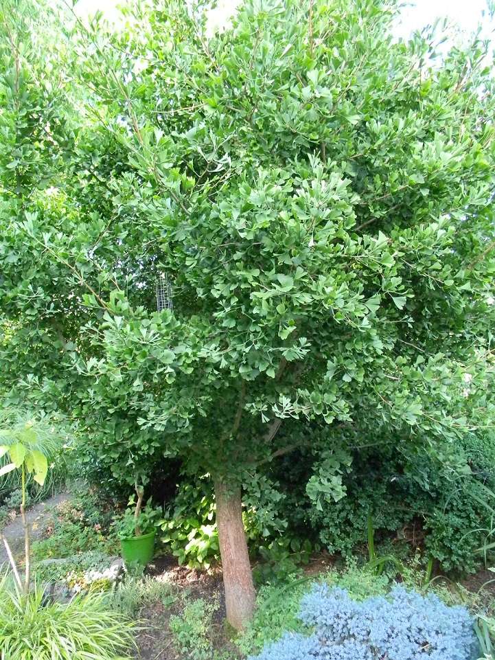 Ginkgo biloba - arbre aux quarante écus - Page 3 Gin410