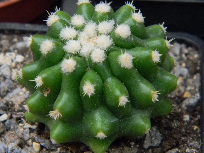 Echinocactus grusonii Grus10