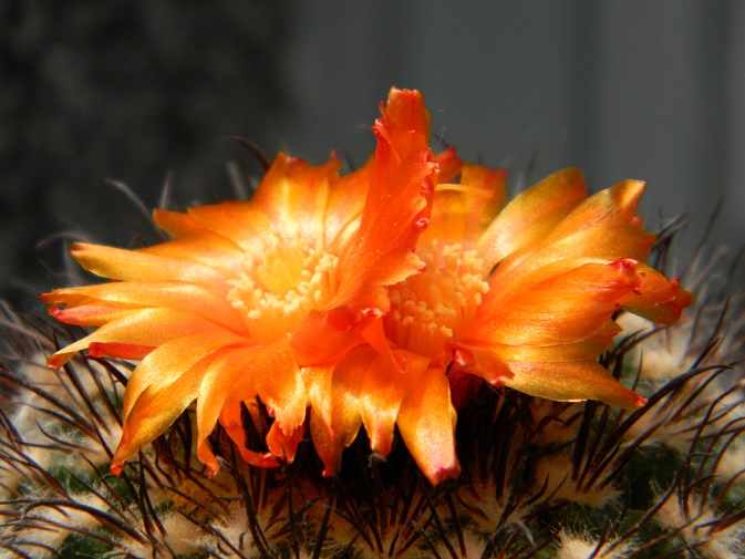 cactus du mois de juin Paro110