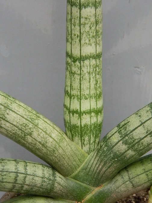 Sansevieria cylindrifolia var. patula San212