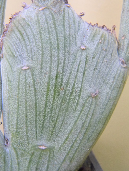 Kleinia anteuphorbium (= Senecio anteuphorbium) Seno210