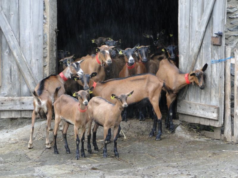 Pralognan (Vallon de Chavière): les chèvres de Chapendu Dsc03814