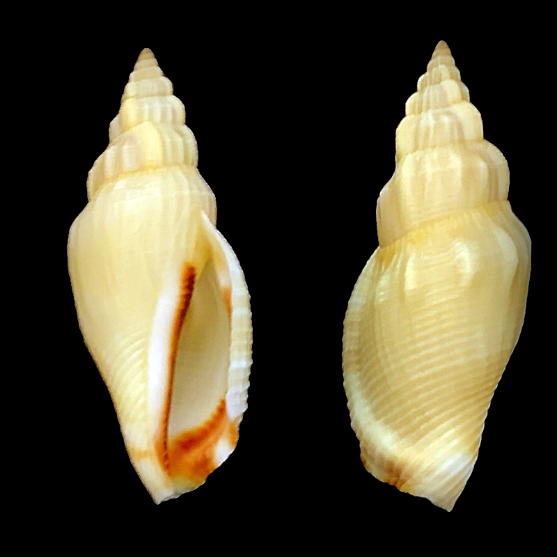 Canarium elegans (G. B. Sowerby II, 1842) 0canar10