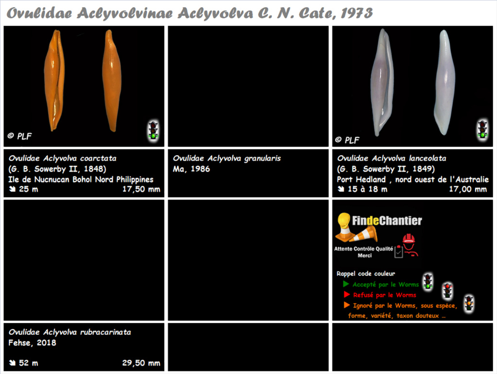 Aclyvolvinae Aclyvolva - Le genre, ses espèces, la planche Aclyvo10