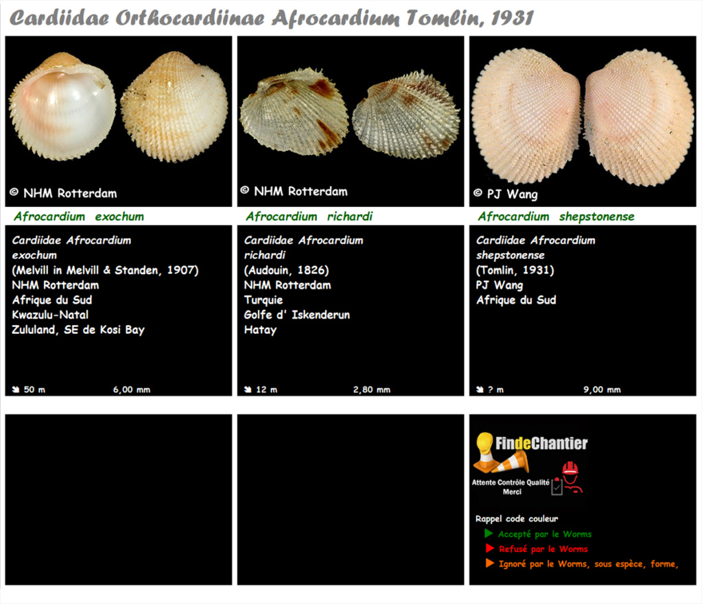 Cardiidae Orthocardiinae Afrocardium - Le genre, ses espèces, la planche Afroca10