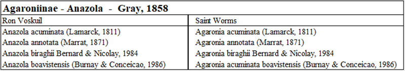  Olividae Agaronia - Le genre, ses espèces, la planche Agaron13