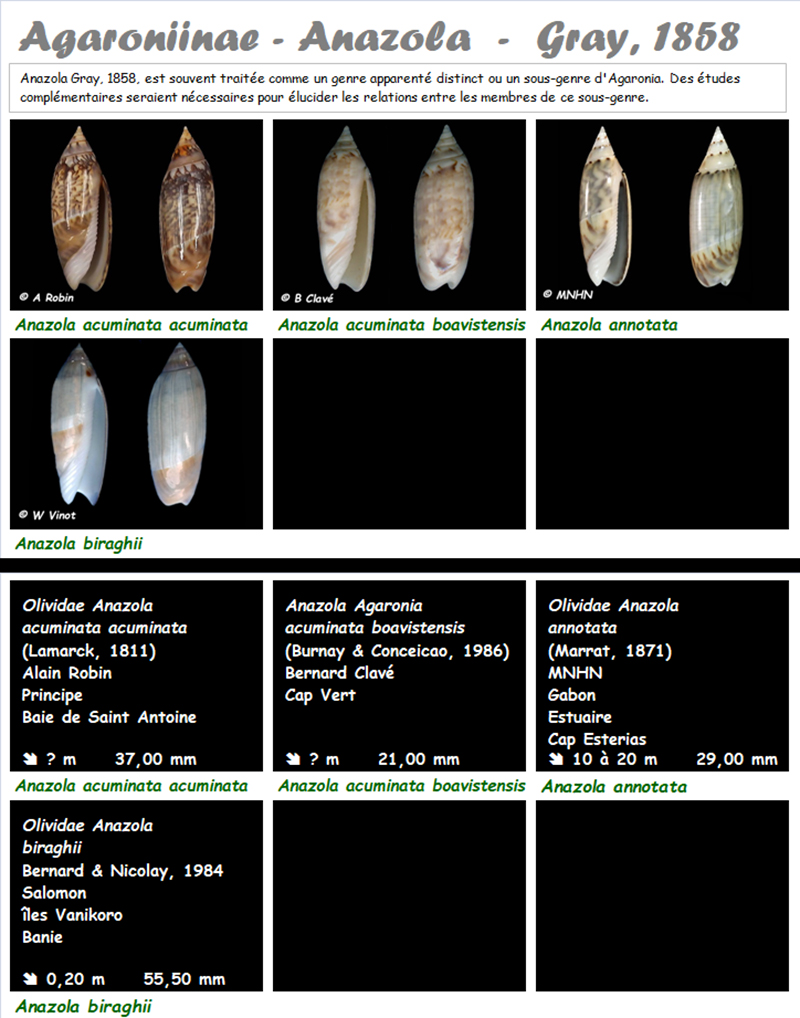  Olividae Agaronia - Le genre, ses espèces, la planche Agaron14