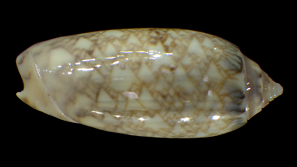 Americoliva circinata jorioi (Petuch, 2013) - Worms = Oliva circinata circinata Marrat, 1871 Americ10