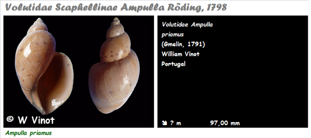 Volutidae Scaphellinae Ampulla - Le genre, ses espèces, la planche Ampull11