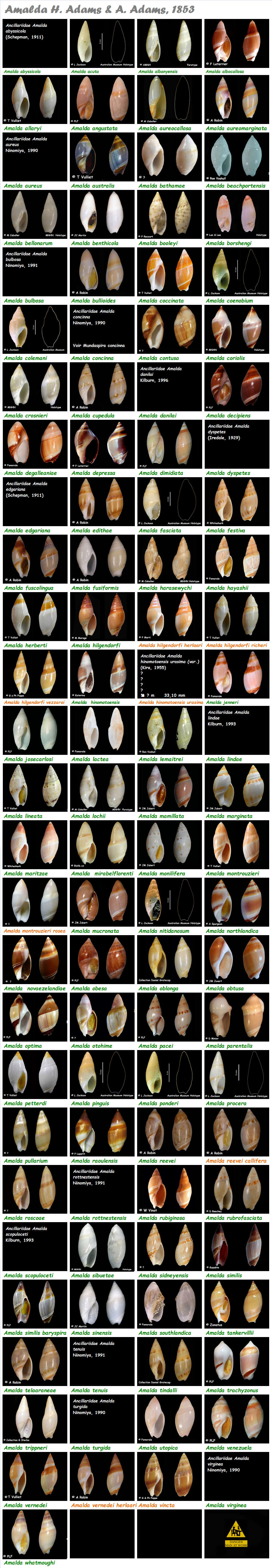   Ancillariidae Amalda - Le genre, les espèces, la planche Ancill22