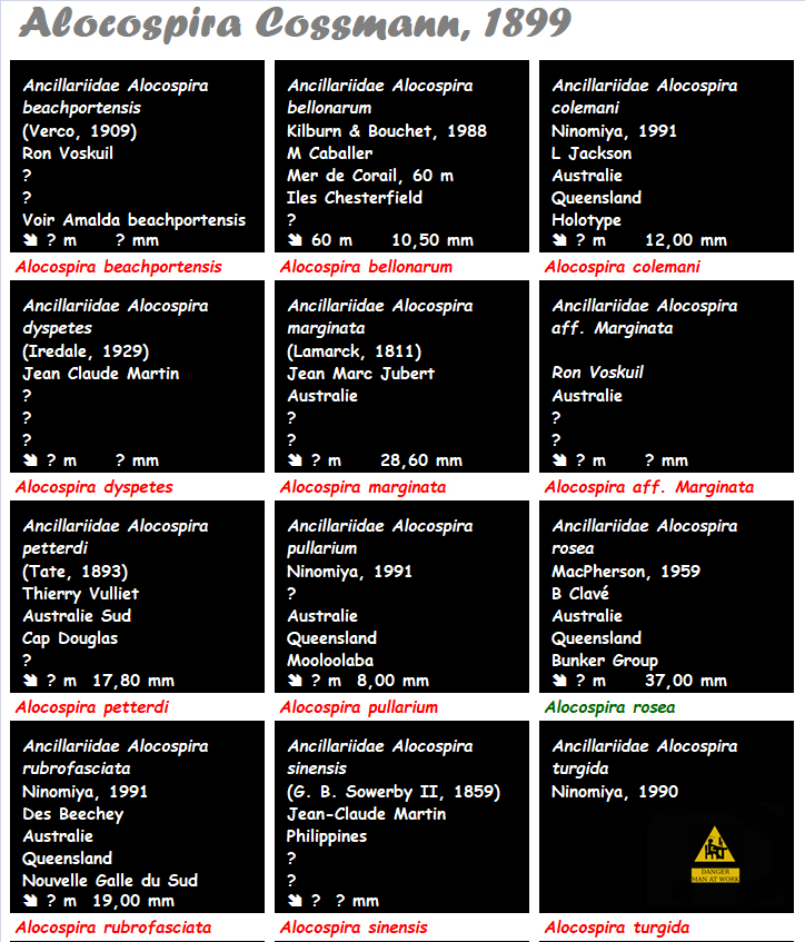 Ancillariidae Alocospira - Le genre, les espèces, la planche Ancill27