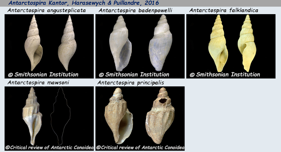 Borsoniidae Antarctospira - Le genre, ses espèces, la planche Antarc12