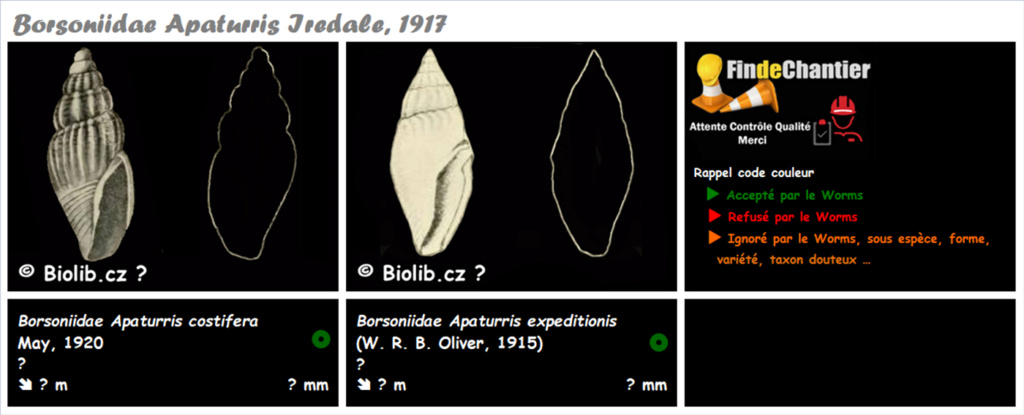 Borsoniidae Apaturris  - Le genre, ses espèces, la (pas) planche Apatur12
