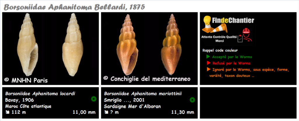 Borsoniidae Aphanitoma - Le genre, ses espèces, la planche Aphani13