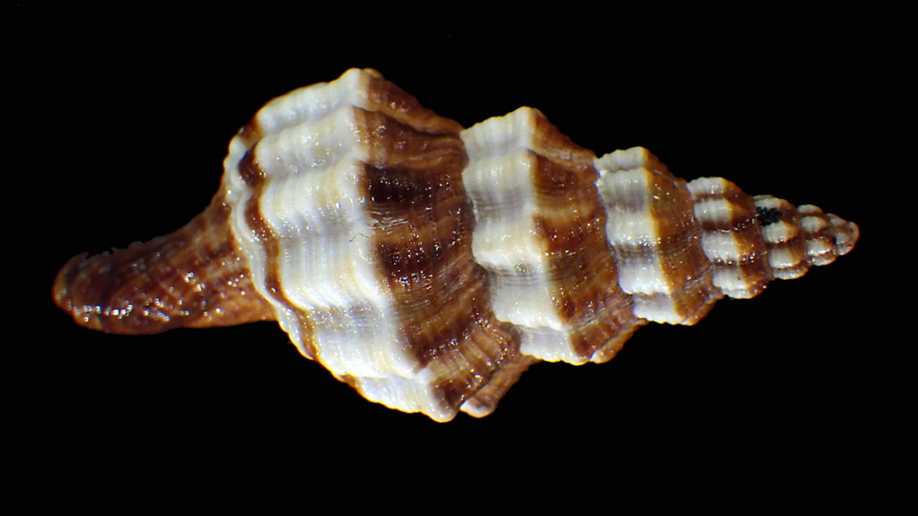 Aptyxis syracusana  (Linnaeus, 1758) Aptyxi10
