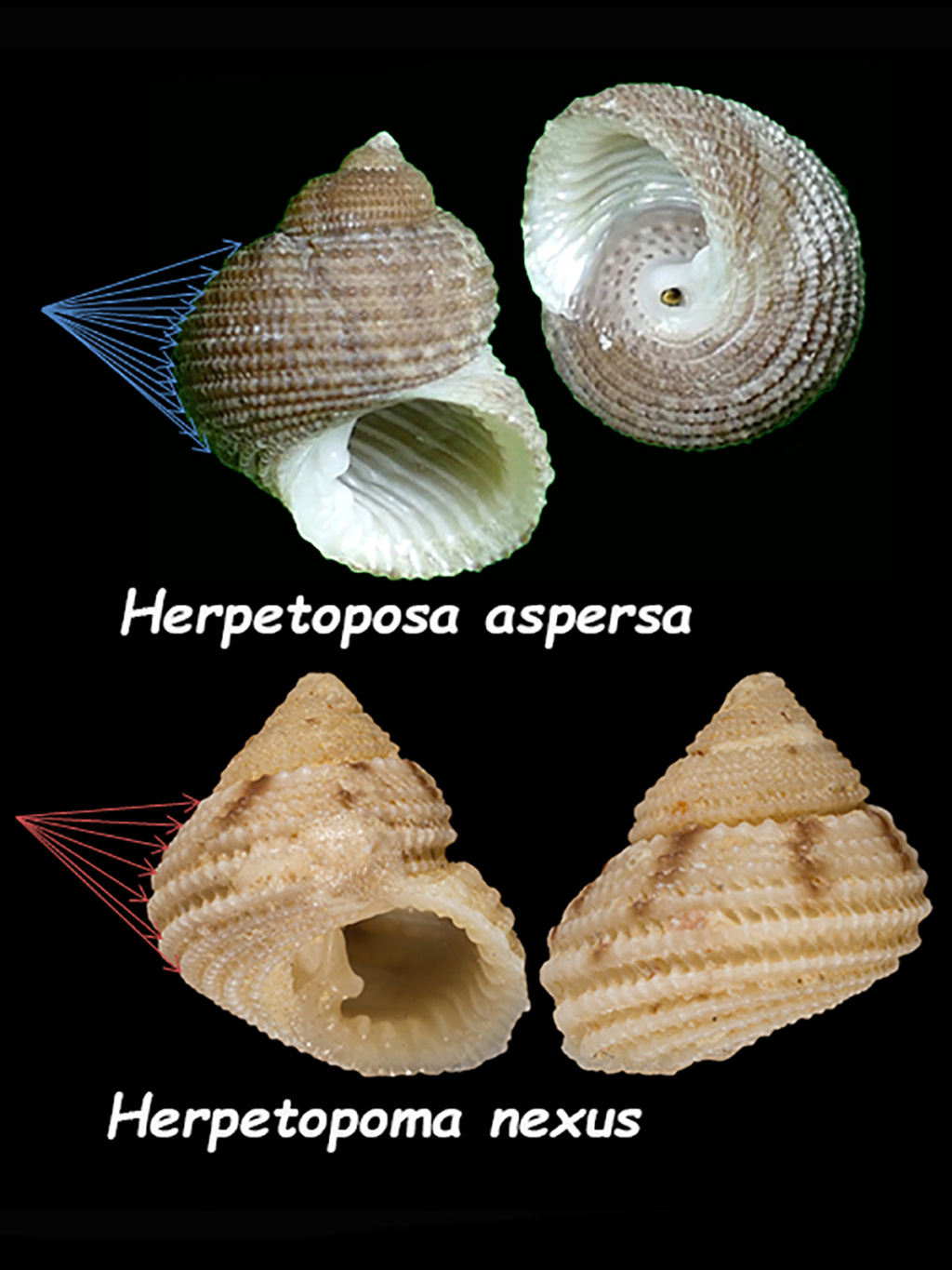 Herpetopoma aspersum (R. A. Philippi, 1846) Aspers10