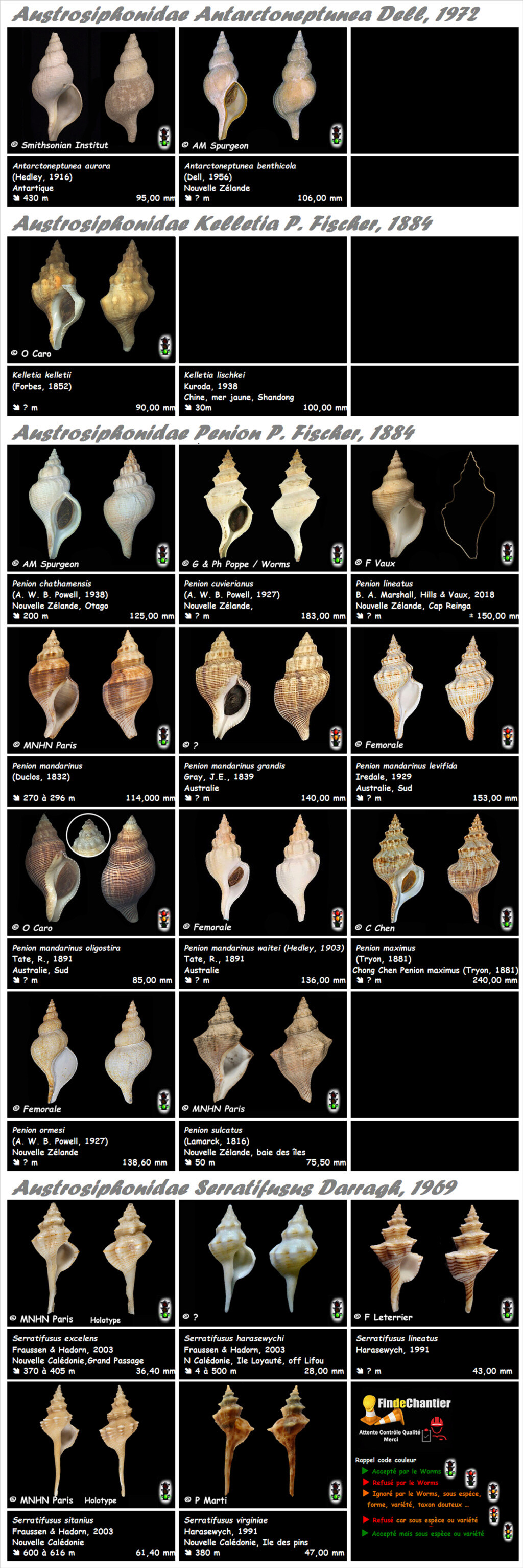 Austrosiphonidae - Antarctoneptunea Kelletia Penion Serratifusus Austro15