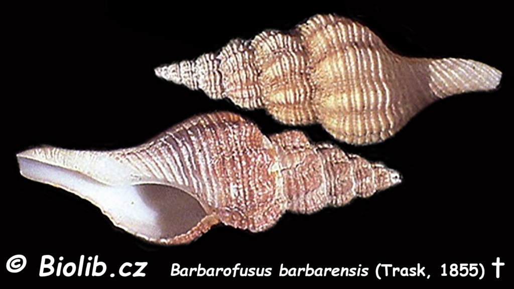 Barbarofusus - Le genre, ses espèces, la planche Barbar10
