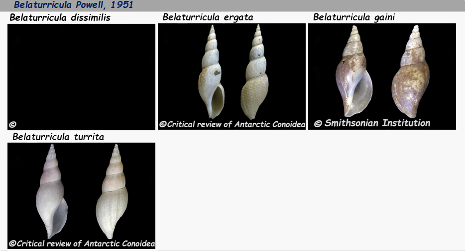 Borsoniidae Belaturricula - Le genre, ses espèces, la planche Belatu10