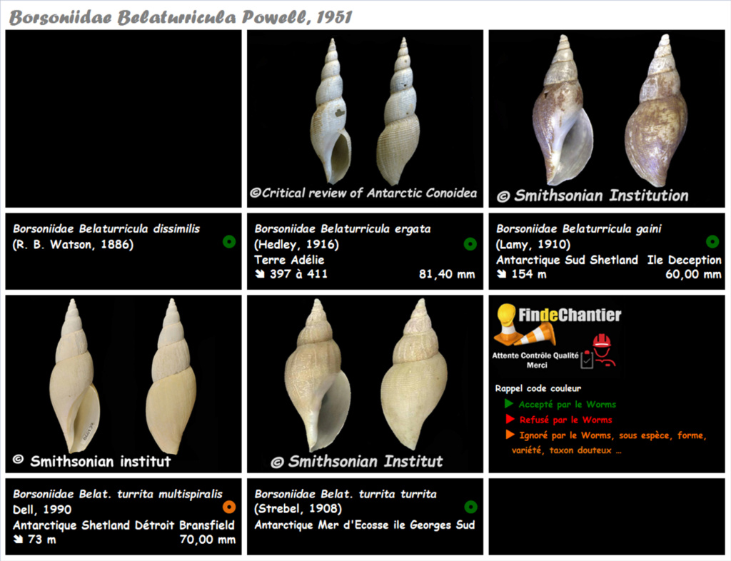 Borsoniidae Belaturricula - Le genre, ses espèces, la planche Belatu11