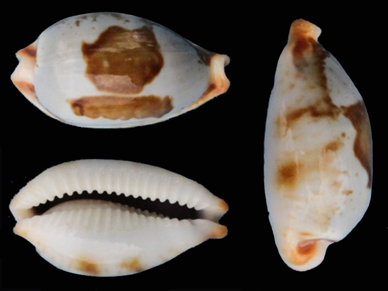 Bistolida diauges - (Melvill, 1888) Bistol13