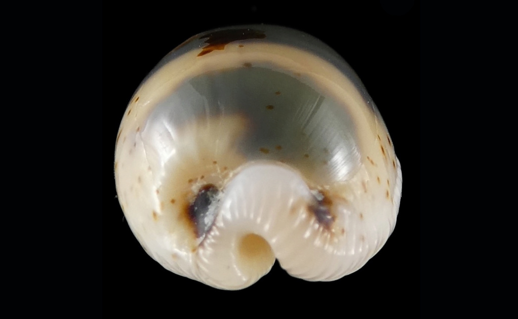 Bistolida ursellus ursellus (Gmelin, 1791)  Bistol37