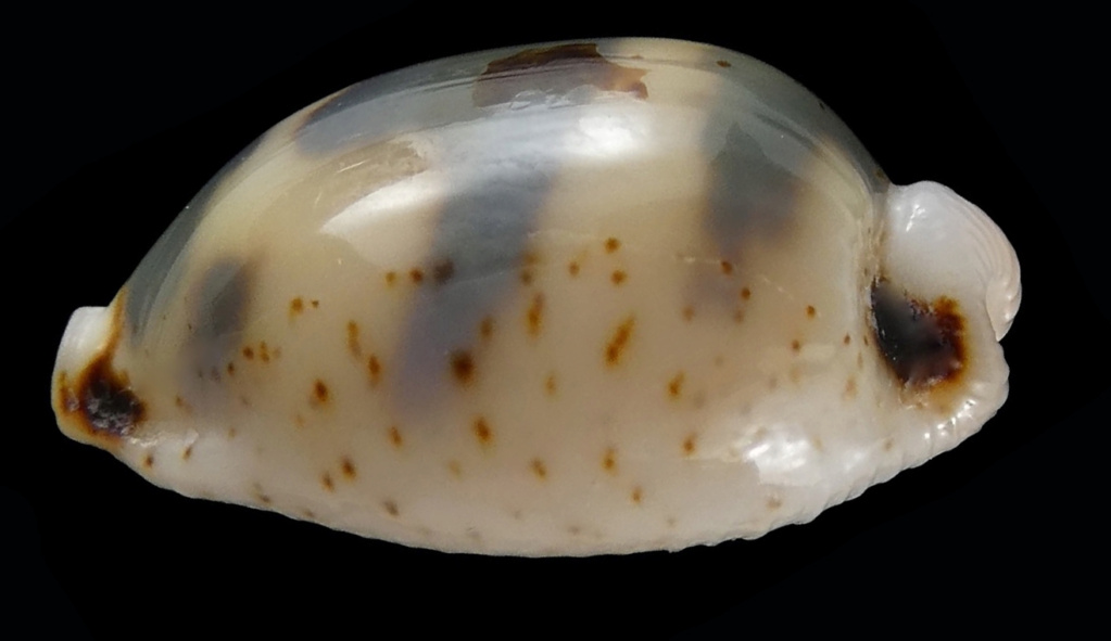 Bistolida ursellus ursellus (Gmelin, 1791)  Bistol38